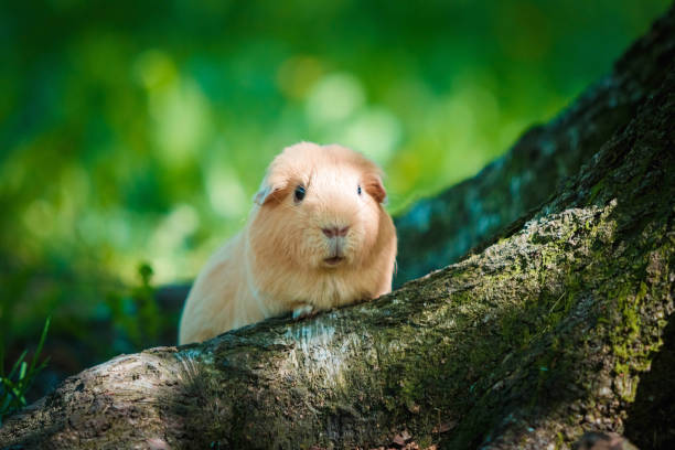 Cute Guinea pig playing in the park