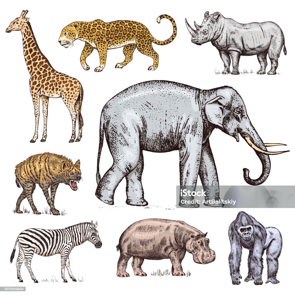 Set of African animals. Rhinoceros Elephant Giraffe Hippopotamus Leopard Hyena Western gorilla Wild zebra. Engraved hand drawn Vintage old monochrome safari sketch. Vector illustration. Set of African animals. Rhinoceros Elephant Giraffe Hippopotamus Leopard Hyena Western gorilla Wild zebra. Engraved hand drawn Vintage old monochrome safari sketch. Vector illustration Africa stock vector