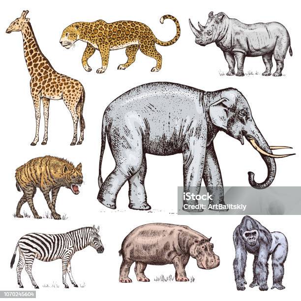 Set Of African Animals Rhinoceros Elephant Giraffe Hippopotamus Leopard Hyena Western Gorilla Wild Zebra Engraved Hand Drawn Vintage Old Monochrome Safari Sketch Vector Illustration Stock Illustration - Download Image Now