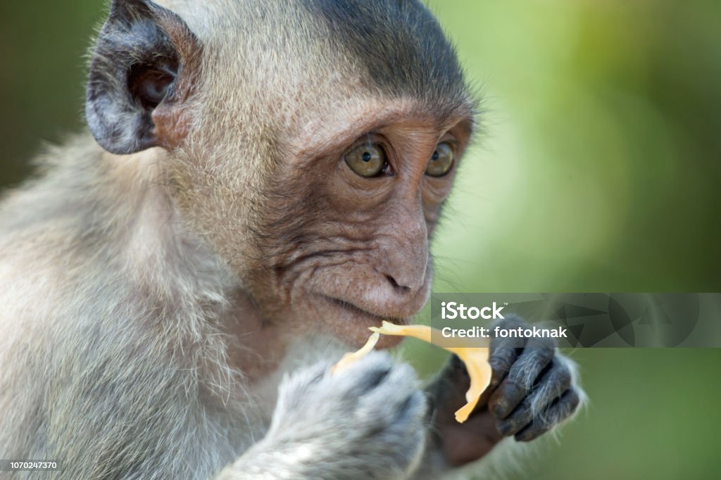 Foto de Macacos Fofos e mais fotos de stock de Animal - Animal, Animal  selvagem, Exterior - iStock