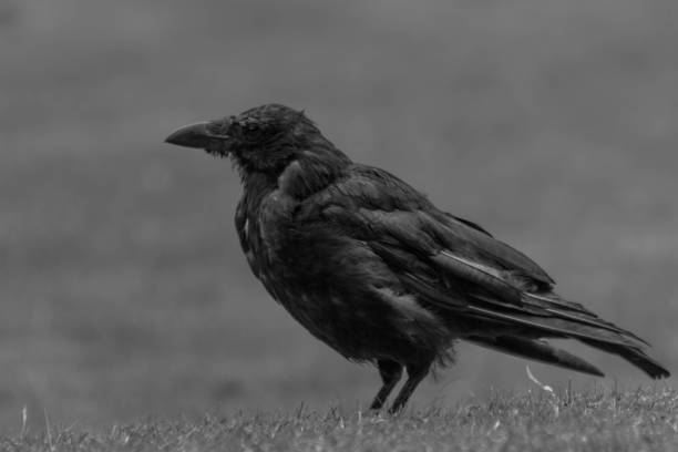 istock Black crow in Tuileries Garden, Paris, Autumn, 2018 1070247782