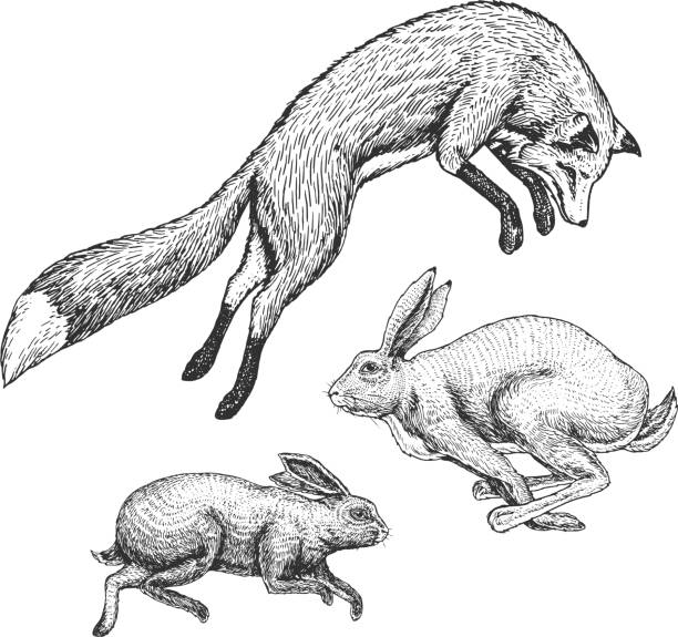 ilustrações de stock, clip art, desenhos animados e ícones de wild forest animal jumping up. soaring red fox and hare and rabbit. food search concept. vintage style. engraved hand drawn sketch. - bird hunter