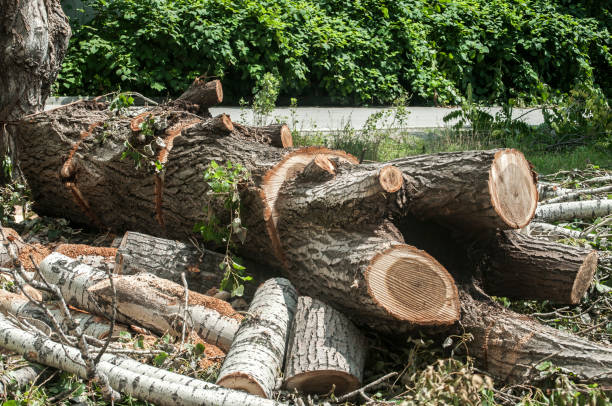 istock Large old poplar tree chopped and cut 1070254350