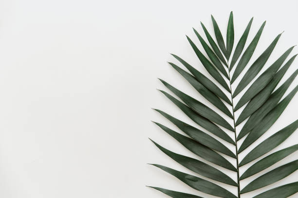 istock Flat lay tropical palm leaf. Minimal background 1070262606