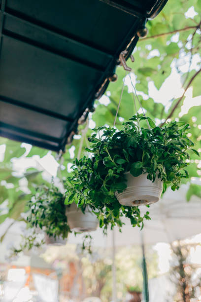 istock Green flower leaves in plastic pots hang from roof 1070269000