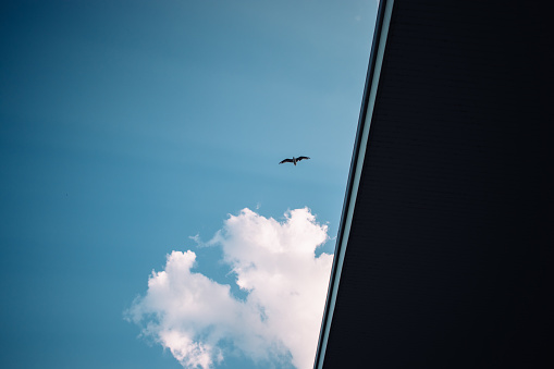 Seagull flight against light blue sky and dark building, bottom view. Silhouette of one flying bird.