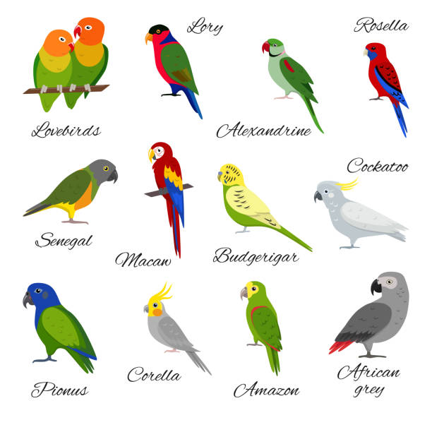 ilustraciones, imágenes clip art, dibujos animados e iconos de stock de colorido conjunto de iconos de loro - aviary