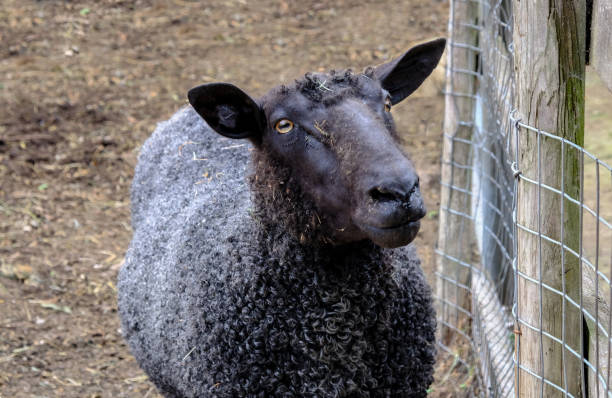 istock Black sheep with very curly woolly body 1070275932