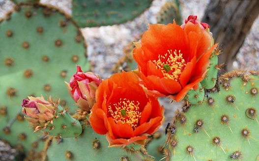 2 orange cactus flowers and buds, spring
Tucson, Arizona  USA