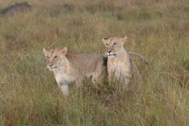 istock Lions in Masai Mara., Kenya 1070280450