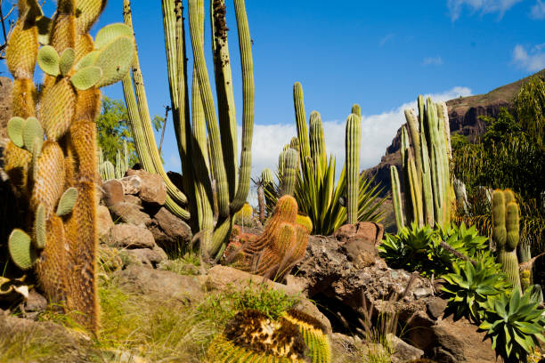 istock Cacti Green spring landscape on Canary Islands 1070281650
