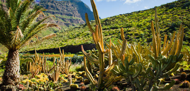 istock Cactus Landscape, Green Hills, Canary Islands 1070282608