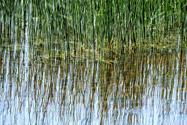 istock calm summer day view by the lake with clean water 1070282834