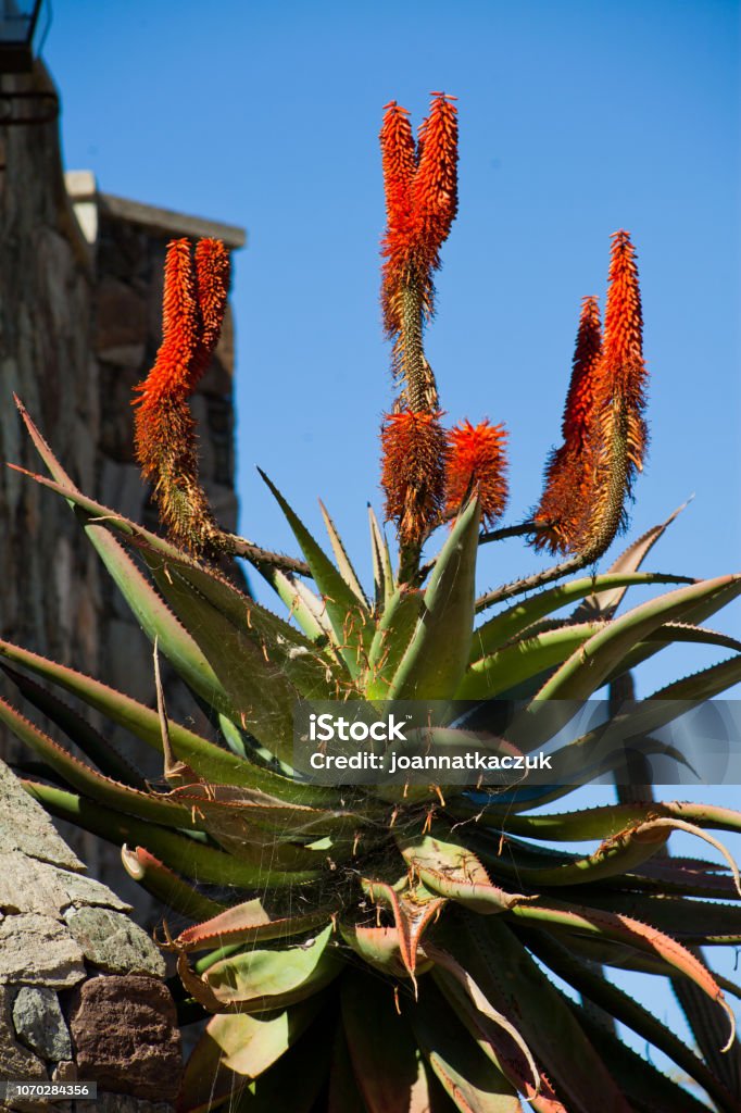 Stone Architecture With Red Blooming Aloe Vera And Cardon Cactus Stock  Photo - Download Image Now - iStock