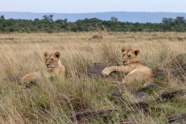 istock Lions in the Masai Mara 1070284556