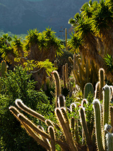 istock Cacti Park in Gran Canaria 1070284770