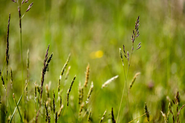 istock sunny meadow with different flowers in summer day 1070285418