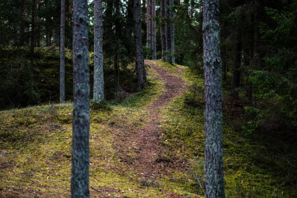 istock dirt road in clean pine tree forest 1070288114