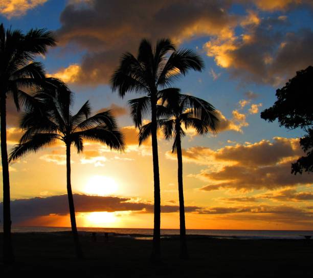 istock Palm trees in different settings around Oahu, Hawaii 1070291748