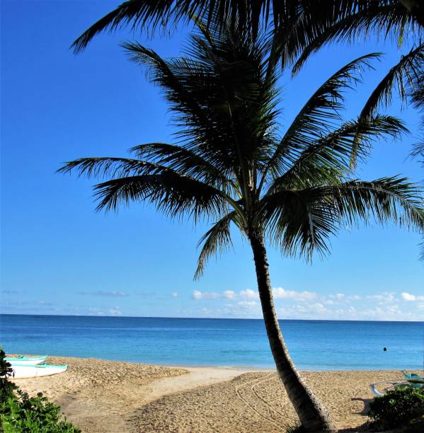 palm trees