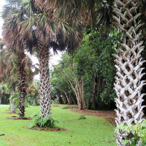 istock Palm trees in different settings around Oahu, Hawaii 1070291834