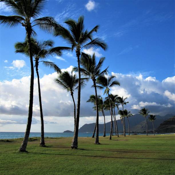 istock Palm trees in different settings around Oahu, Hawaii 1070291848