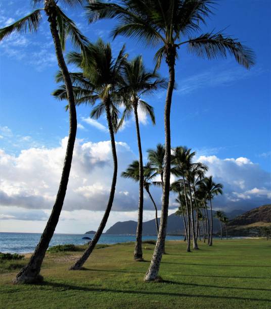 istock Palm trees in different settings around Oahu, Hawaii 1070291862