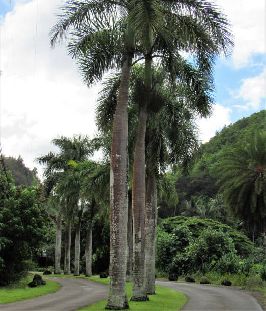 istock Palm trees in different settings around Oahu, Hawaii 1070291878