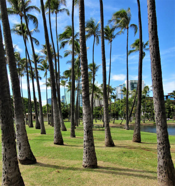 istock Palm trees in different settings around Oahu, Hawaii 1070291880