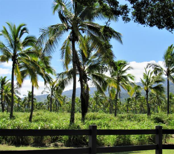 Palm trees in different settings around Oahu, Hawaii.  Palms at beaches, parks, ranch, during sunset, at twilight and historical sites.  There is a few with rainbows in the photo.