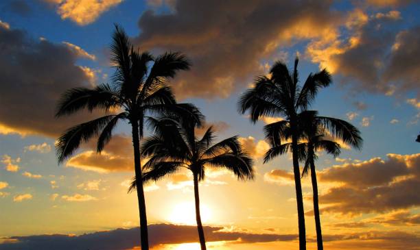 istock Palm trees in different settings around Oahu, Hawaii 1070291918