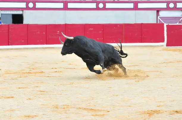 spanish bull in bullring