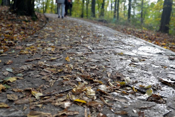 Autumn leaves on the footpath in the park