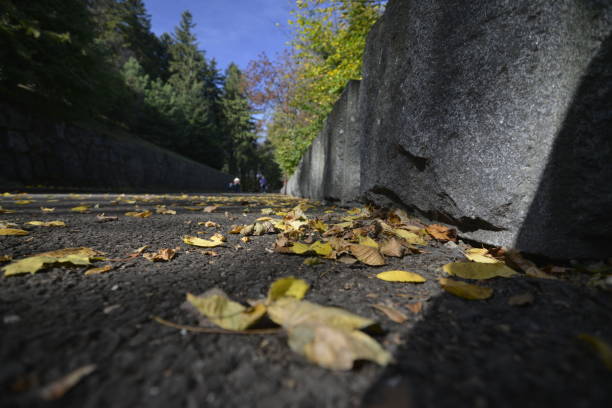 A simple composition featuring a tree with yellow autumn leaves standing in front of a beige textured wall. The soft light and minimal background highlight the contrast between nature and urban structure, creating a calm and balanced visual effect.