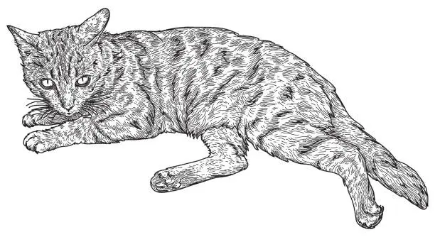 Vector illustration of Bengal Cat