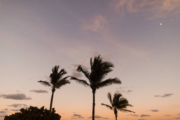 istock Palm Trees on Palm Beach at Sunset 1070304476