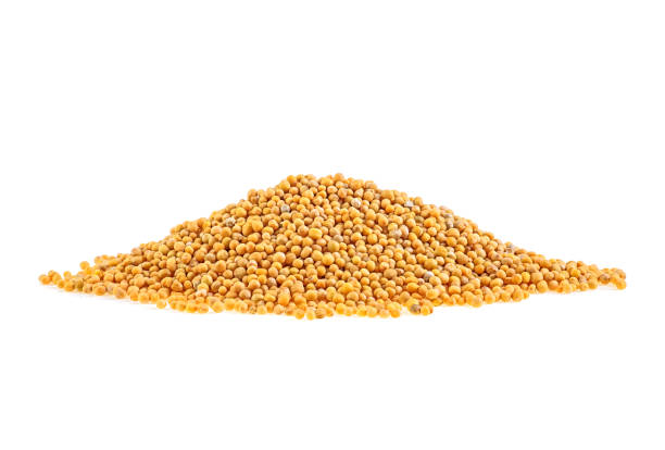 istock Mustard seeds on a white background 1070305026