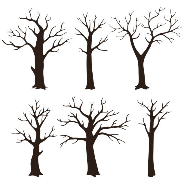 ilustrações de stock, clip art, desenhos animados e ícones de set of bare tree silhouettes with leafless branches isolated on a white background. - abstract autumn bare tree empty