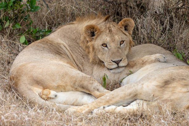 istock Pride of lions with cubs in Kenya 1070309742