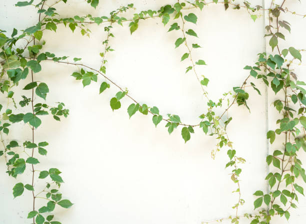 istock ivy leaves isolated on white 1070310392