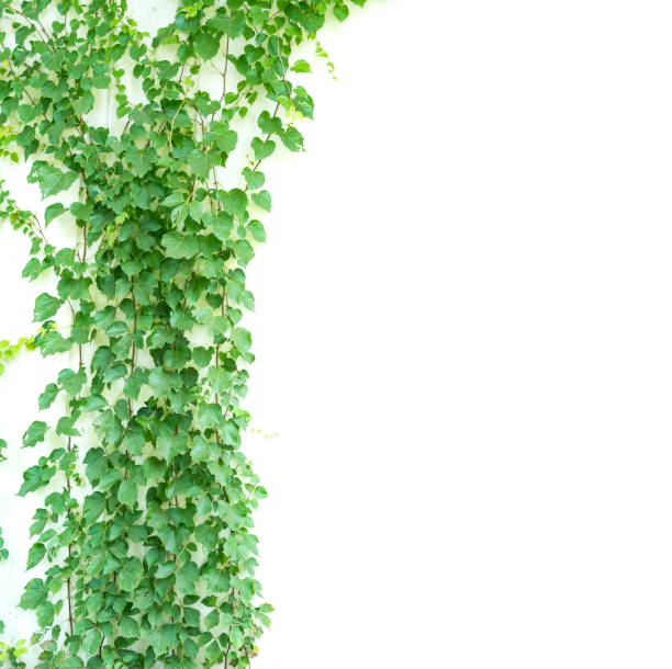 istock ivy leaves isolated on white 1070310492