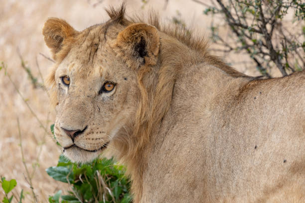 istock Pride of lions with cubs in Kenya 1070310756