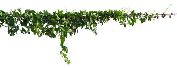 plant de vigne isolé sur fond blanc. tracé de détourage - climbing ivy photos et images de collection
