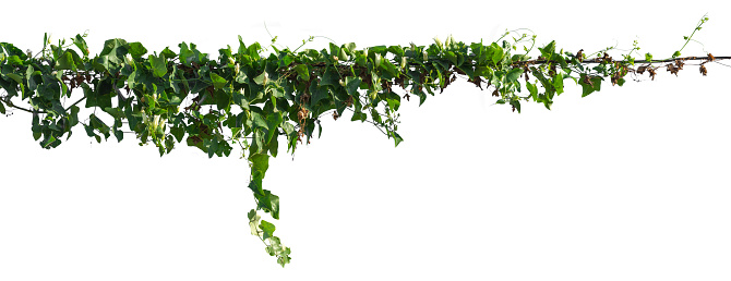 vine plant isolated on white background. Clipping path