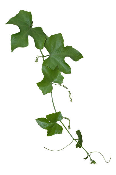 istock vine plant isolated on white background. Clipping path 1070312604