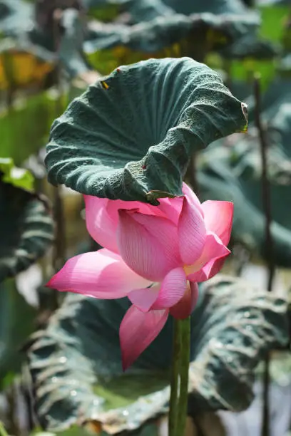 A leaf as an umbrella for lotus