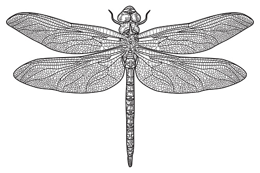 Overhead view of a dragonfly. Extremely detailed drawing.