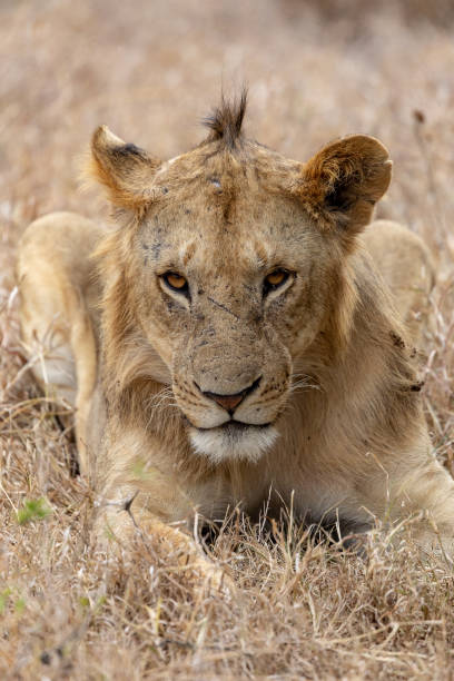 istock Pride of lions with cubs in Kenya 1070319472