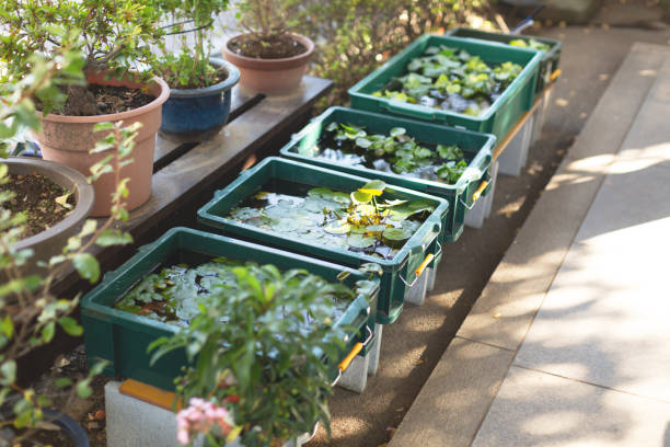 istock Small pools with fishes 1070321094