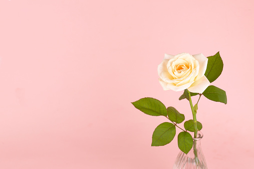 Beautiful tea rose in the elegant glass vase on the pink background. Copy-space for your text.